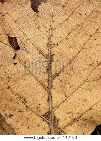 Dry Leave