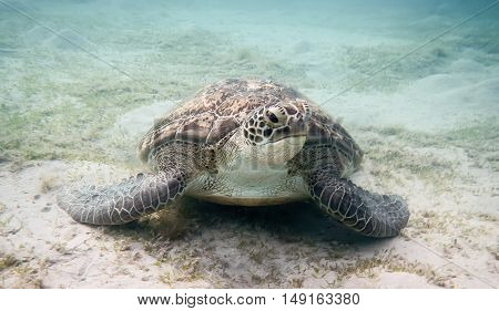 Green Sea Turtle
