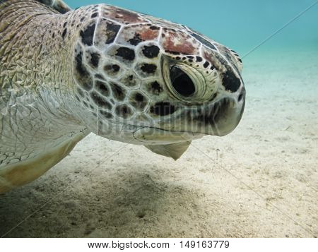 Green Sea Turtle