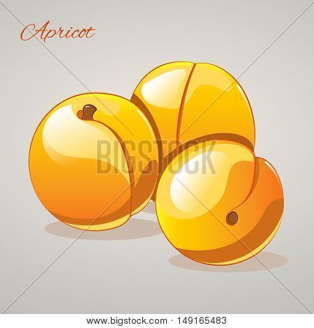 Cartoon sweet appricots isolated on grey background, vector illustration. Fruits and vegetables collection.