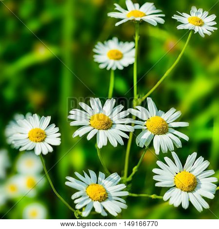 Blooming white daisies in the summer meadow. Beautiful green field landscape