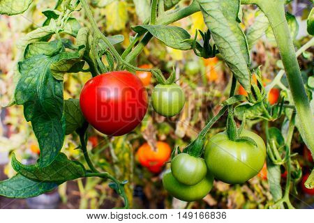 Bush of ripe red tomato growing in open ground. Tomatoes in vegetable garden. Cultivated fresh vegetables. Tomato growing in garden.