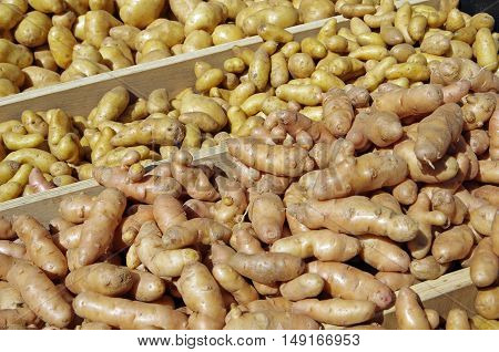 Fingerling potato varieties displayed in wooden crates for market