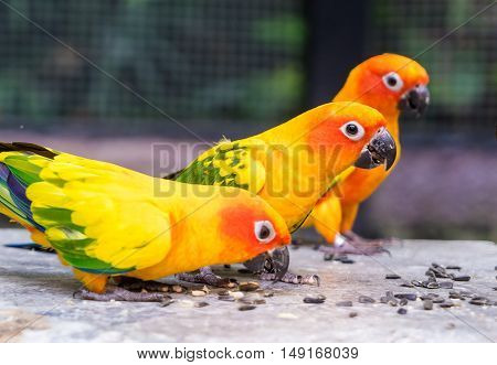 Three orange parrot eating food on a rock floor