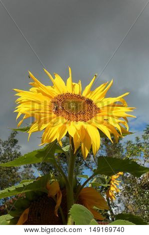 Sunflower with bees waiting for the storm