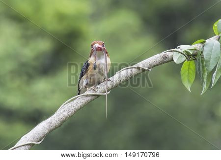 Kingfisher male with a blue shirt with a snake in its mouth. (Lacedo pulchella)