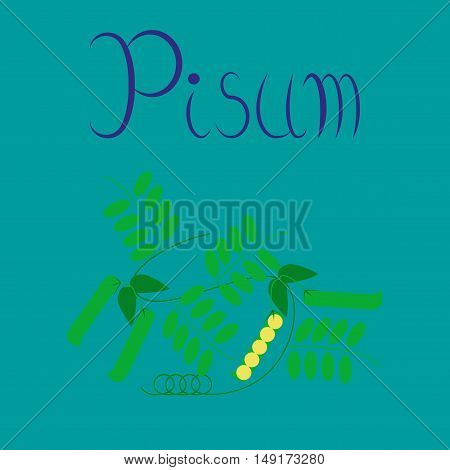 flat illustration on stylish background natural pisum