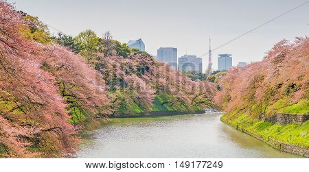 Sakura blossom at Kitanomaru Garden Tokyo Japan