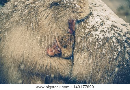 Japanese snow monkey in Jigokudani Nagano vintage