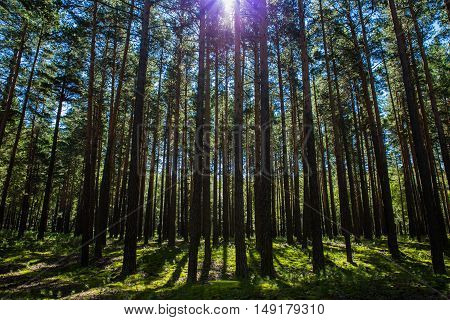 Summer pine trees forest in Burabai Nature National park, Kazakhstan