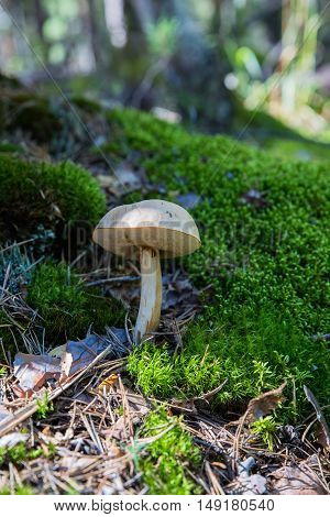 Summer huge white mushroom in Burabai Nature National park, Kazakhstan