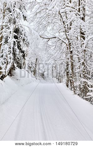 slade of cross country skiing crossing forest