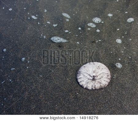 Sand Dollar