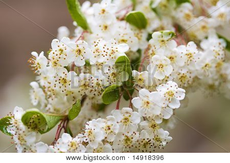Fiore
