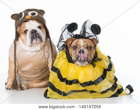 english bulldogs dressed up like the birds and the bees on white background