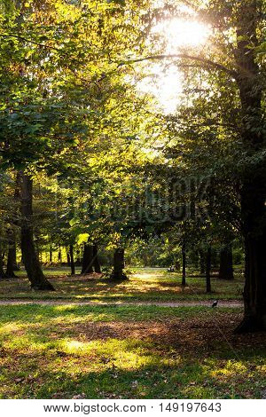 A beautiful day in the park at the beginning of autumn. Trees lake and sunset autumn.