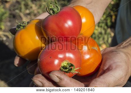 Tomatoes In Hands