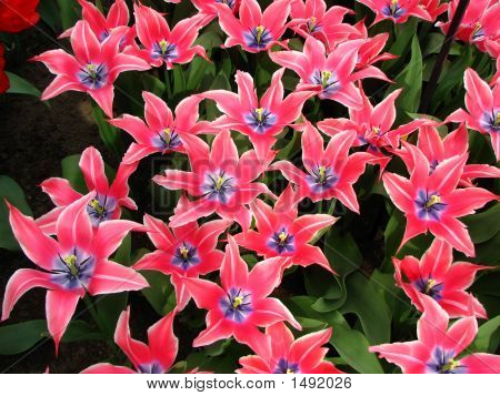 Tulppaanit