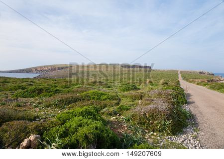 landscape with bush and field and rural road to lighthouse of Cape Cavalleria next to the water sea in Fornells Menorca Balearic Islands Spain Europe