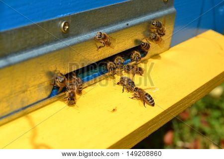 Bees and the entrance into the hive