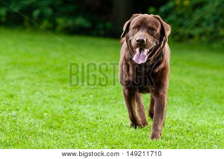 Dog (Brown Labrador) running through a meadow