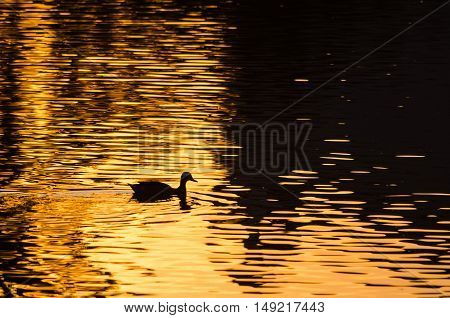 Silhouette of Duck Swimming in a Golden Pond as the Sun Sets