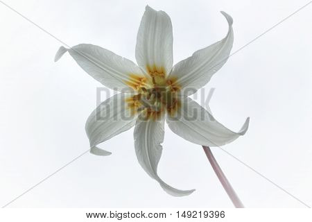 White Fawn LIly British Columbia Wild Flower