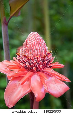 Red Pink Torch Ginger Flower