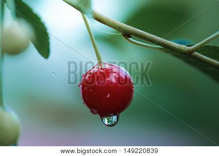 red cherries after a rain on a green background hanging from tree