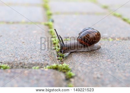 Snail crawling on a cloudy day on a wet road. House snail shines like lacquer.