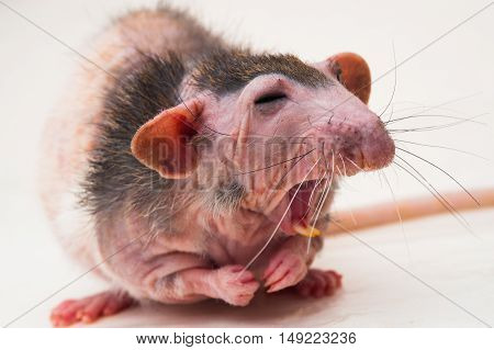 Bald sphinx rat.Hairless animal Sitting on a white background