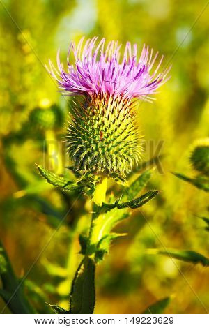 Musk Thistle or Nodding Thistle flower, Carduus nutans, close up