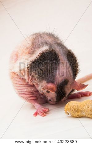 Bald sphinx rat.Hairless animal Sitting on a white background