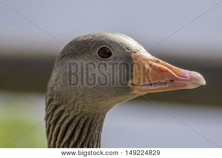 Close up of a greylag goose (Anser anser) showing the head neck and bill detail.