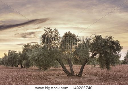 Olive tree from the picual variety near Jaen Spain