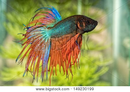 Portrait Of Betta Fish (betta Splendens) In Aquarium