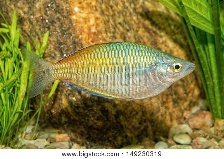 Portrait Of Rainbowfish (melanotaenia Boesemani) In Aquarium