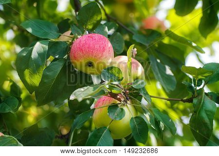 Red apples on apple tree branch close up outdoors.