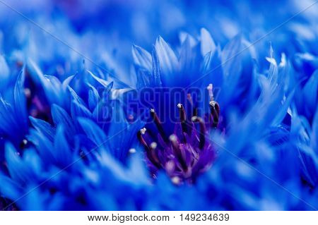 Beautiful spring flowers Blue Centaurea cyanus on background. Blue flowers pattern. Macro photo.