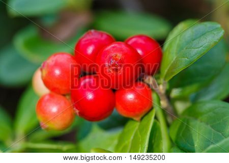 The ripe fresh berries of cowberries (lingonberry partridgeberry or cowberry) in the forest. Macro photo. Nature in summer season.