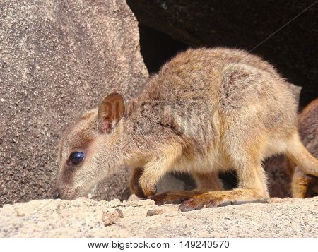 Wallaby community at Magnetic Island, Queensland, Australia