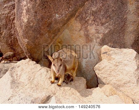 Wallaby community at Magnetic Island, Queensland, Australia