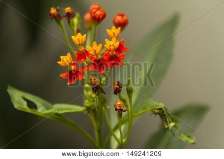 Several small colourful flowers and green leaves
