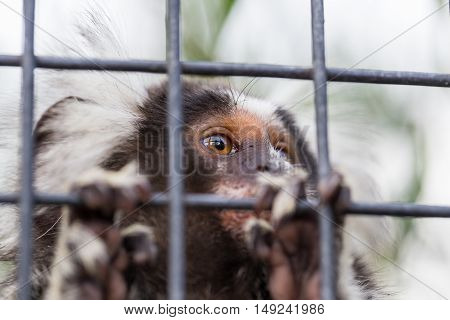 A common marmoset looks through the wires of its enclosure at the Tasmania Zoo