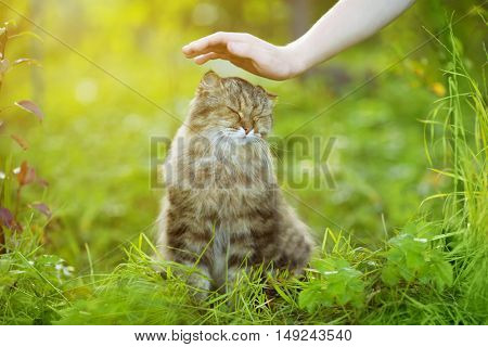 Cat and hand on nature background. Allergies to animals, cat fur. Caring for Pets and stray animals