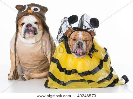 english bulldogs dressed up like the birds and the bees on white background