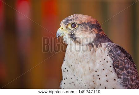 Lanner falcon or Falco biarmicus portrait. Perched