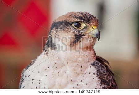 Lanner falcon or Falco biarmicus portrait. Perched