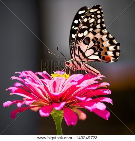Butterfly on a bright pink flower (focus on butterfly drinking)

