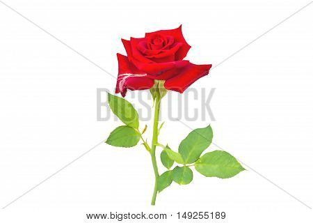 red rose isolated on white background.Saved with clipping path.